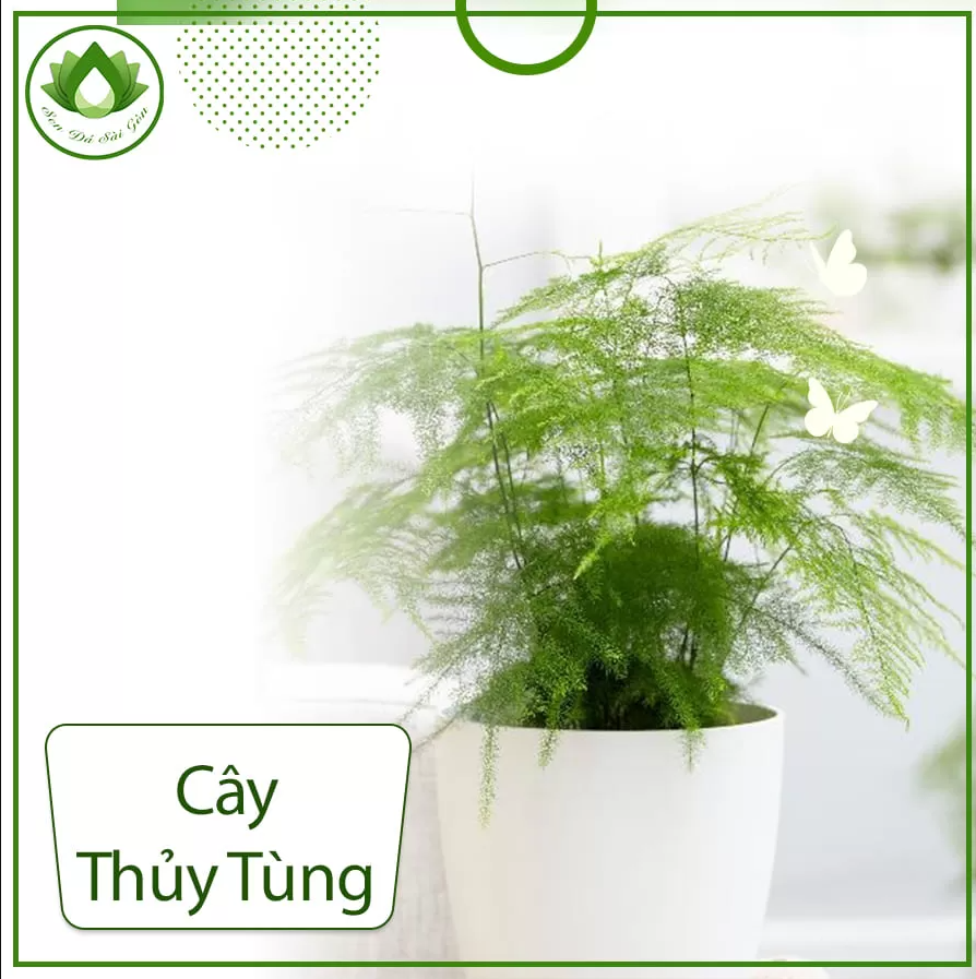 Cây thủy tùng